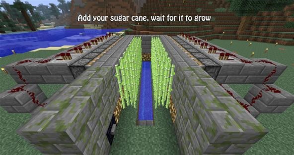 sugar cane Minecraft